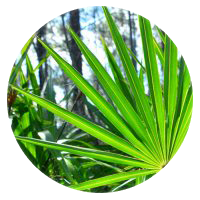 Saw Palmetto Berry