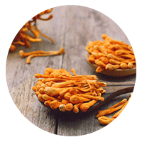 Cordyceps