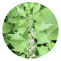 Motherwort