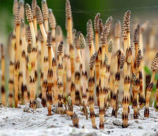 Horsetail