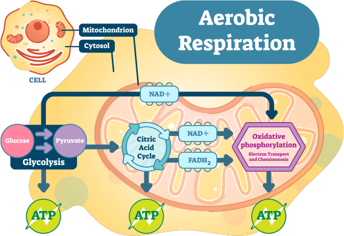 Aerobic Respiration