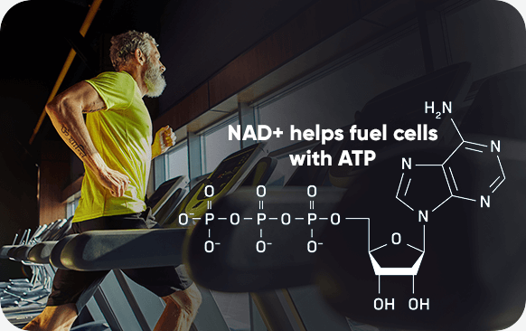 NAD+ helps fuel cells with ATP