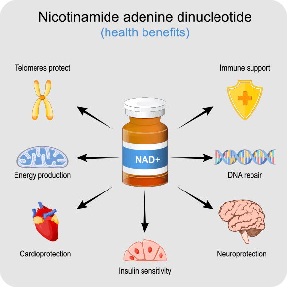 GenuinePurity NMN+NR infograph: Nicotinamide adenine dinucleotide health benefits