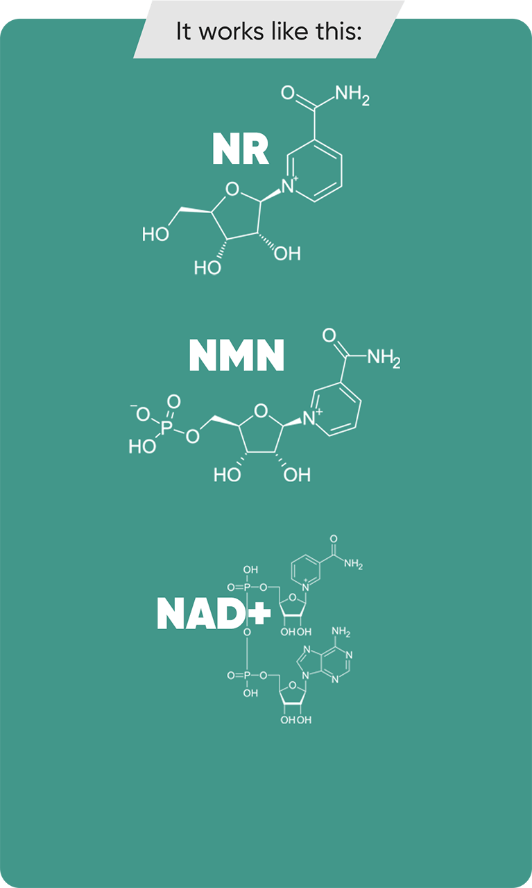 GenuinePurity NMN+NR