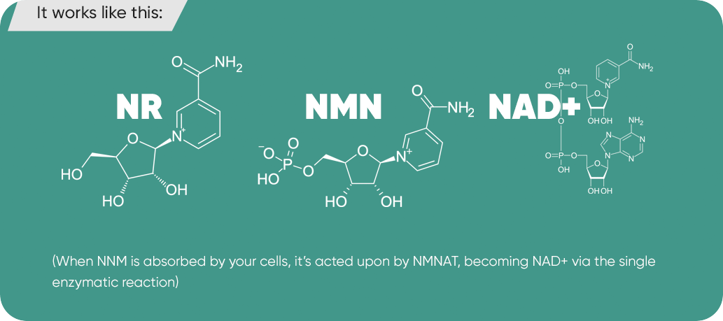 GenuinePurity NMN+NR