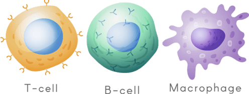 T cells, B cells and macrophages